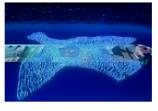 Beijing Olympics Opening ceremony, peace symbol